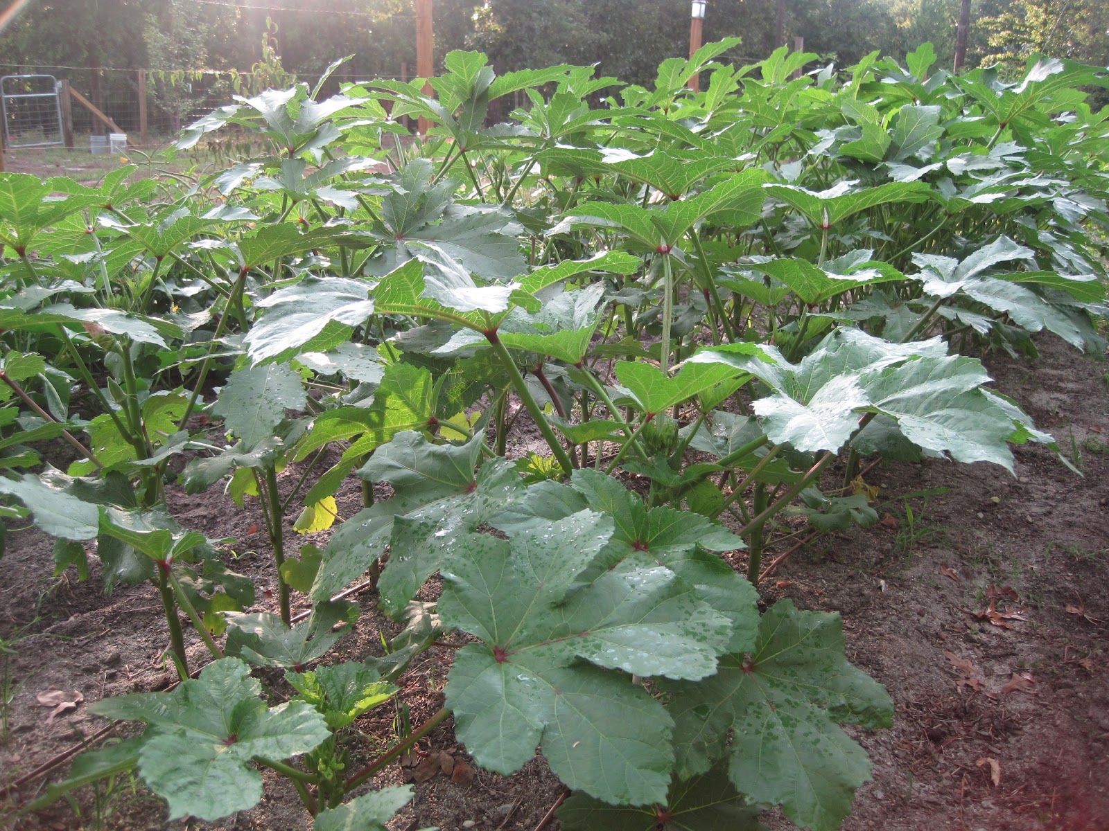 Okra Hill Farm: Okra!