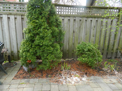 Toronto Greektown Spring Cleanup Back Garden Before by Paul Jung Gardening Services--a Toronto Organic Gardener Toronto Greektown Spring Cleanup Back Garden Before by Paul Jung Gardening Services--a Toronto Organic Gardener