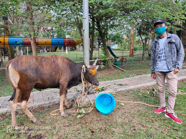 Menyaksikan Program Sedekah Daging Dompet Dhuafa di Zona Madina
