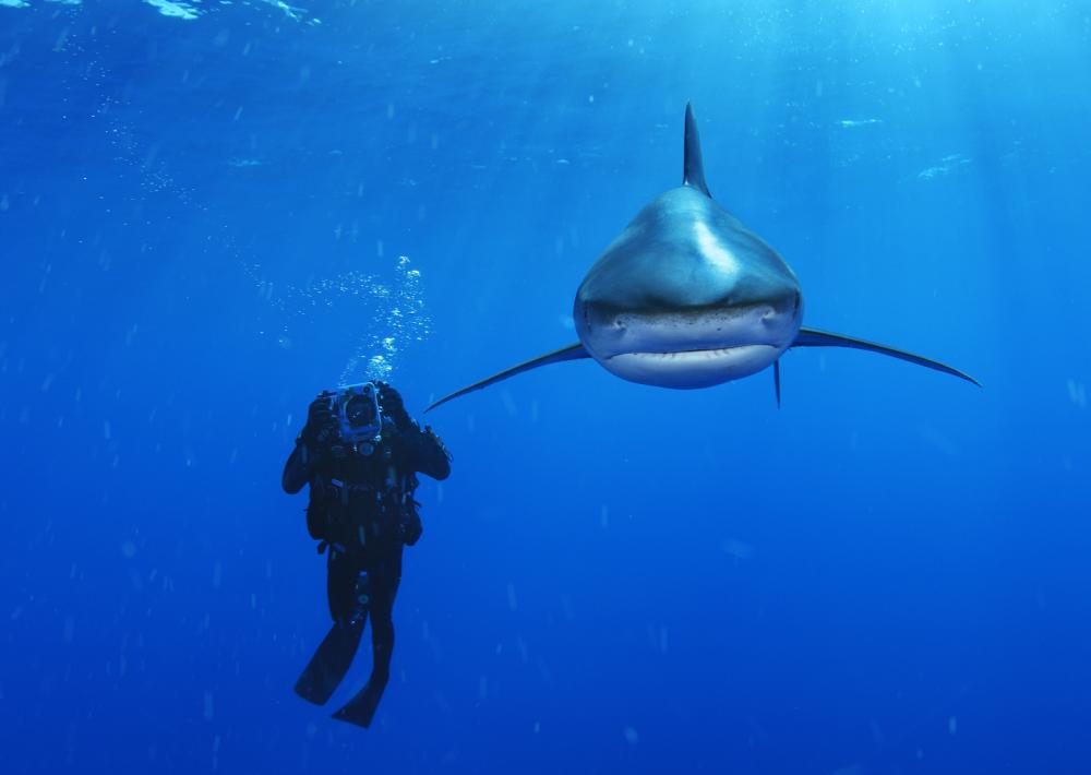 Shark eats man: Human remains pulled from tiger shark by Filipino