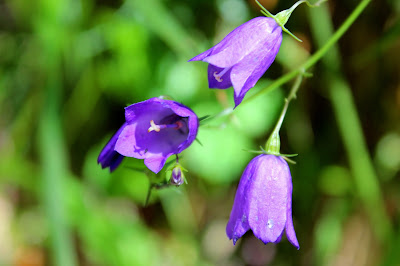 Campanillas en el Parque Nacional de Ordesa y Monte Perdido