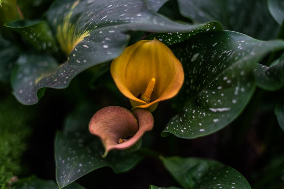 Wallpaper Of Flower Hd Wallpaper Of Flower Hd