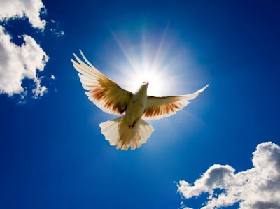 Dove Flying Before The Sun HD Wallpaper