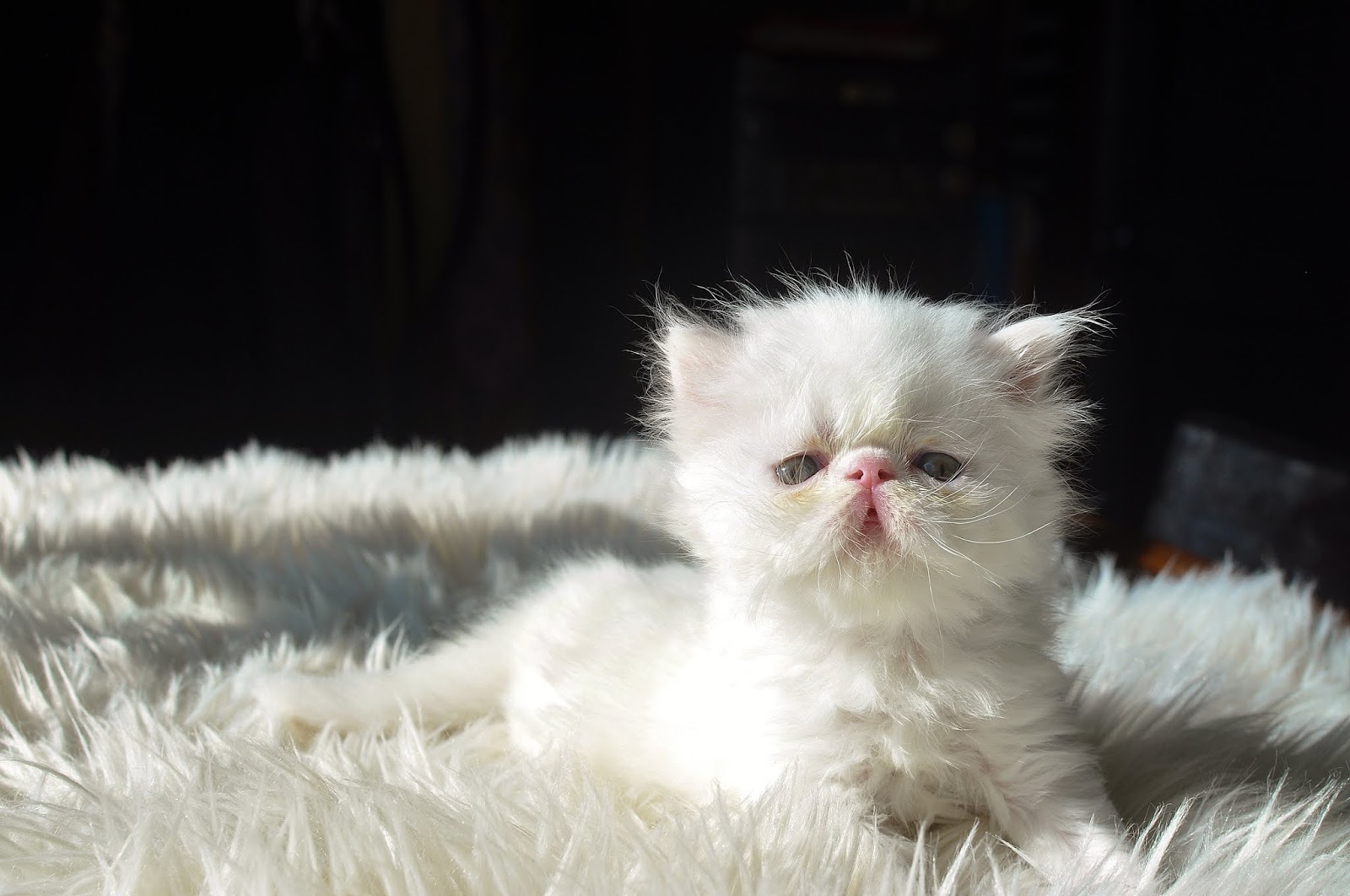 Exotic Shorthairs and Persians in Idaho Kittens on their way! Stoik