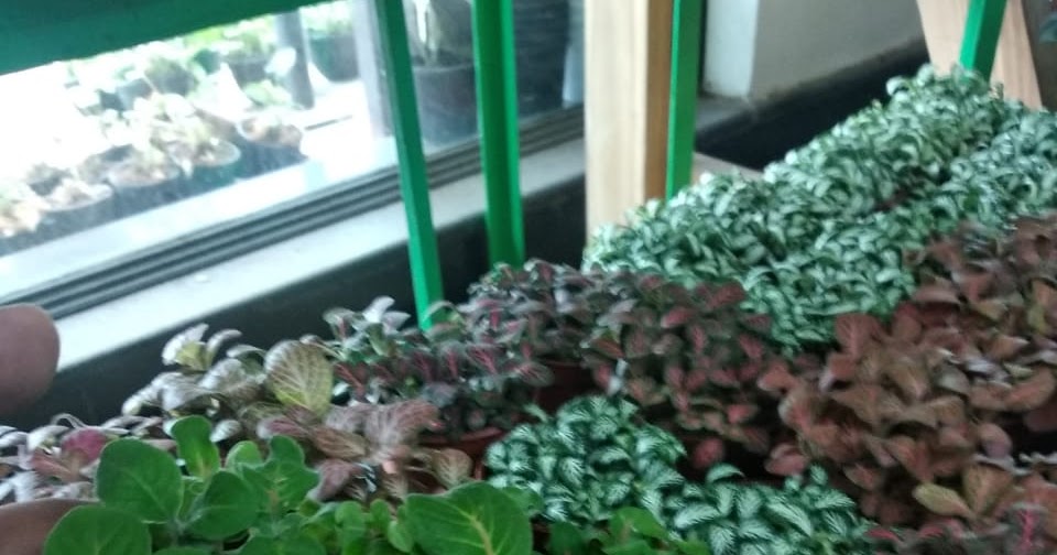 Pebbles Terrarium Blog Garden Store Plant Nursery Hyderabad