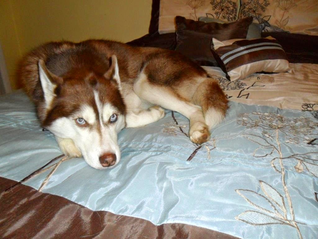 Dogs Luv Us and We Luv Them DO LANDLORDS HATE DOGS?