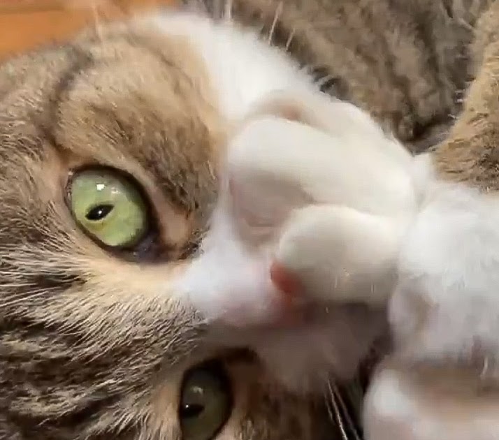 Cat Frantically Sucks His Paw For Comfort cat-frantically-sucks-his-paw-for-comfort