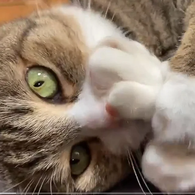 Cat sucks paw for comfort