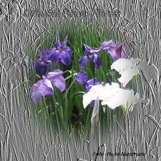 flor iris