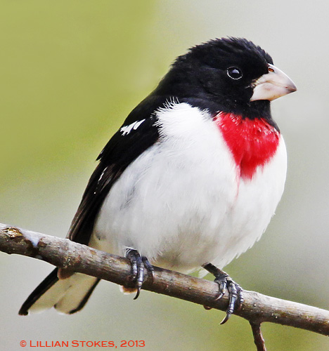 Collection 104+ Images white and black bird with red head Completed