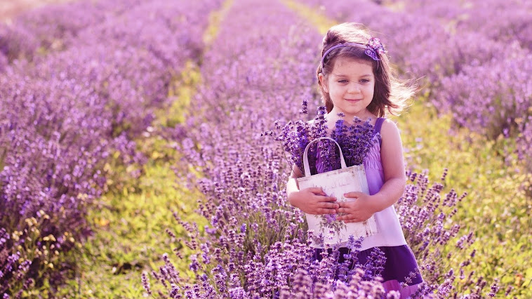 Thế giới Lavender/Hoa oải hương