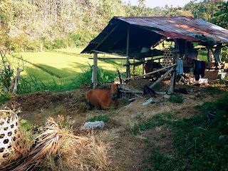 Natural Scenery With Balinese Cattle In The Farm Fields At Ringdikit Village, North Bali, Indonesia