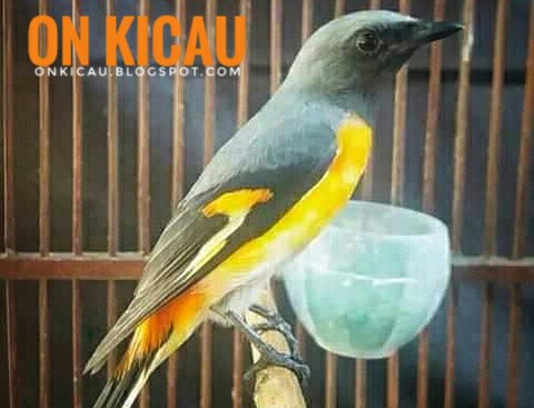 Ciri-ciri perbedaan burung Mantenan jantan dan betina paling akurat - On Kicau