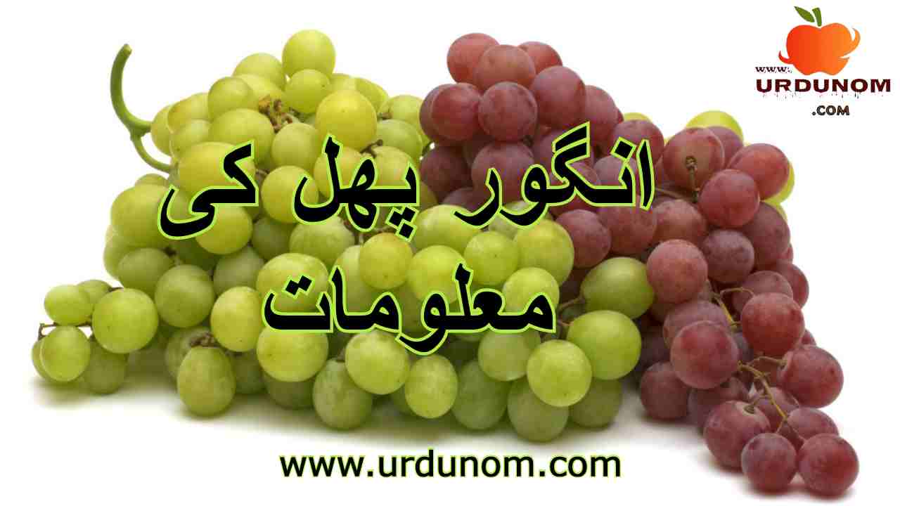 انگور پھل کی معلومات | Grape Fruit Information