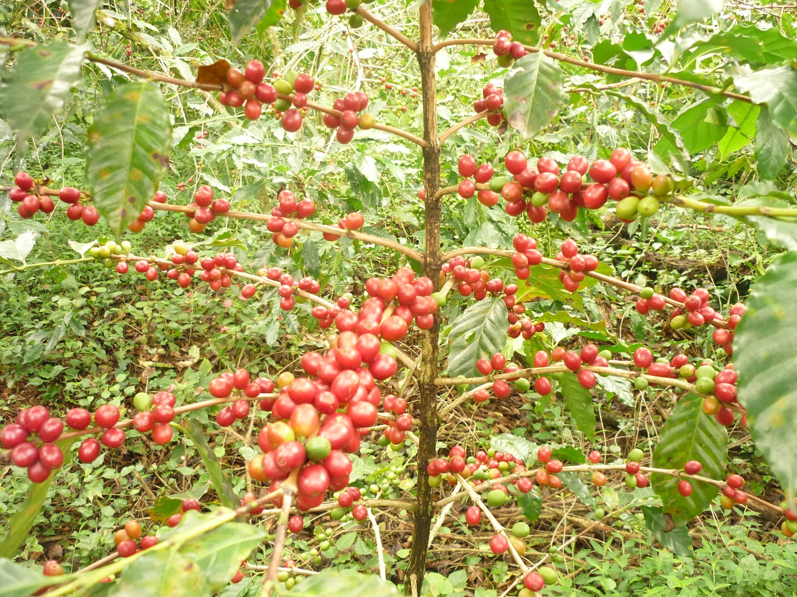 Café, Campo y Ambiente El nacer de un rey, el café