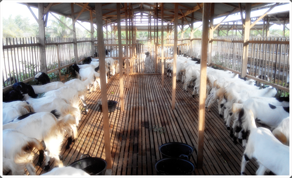 gambar 2 peternakan kambing etawa di lampung