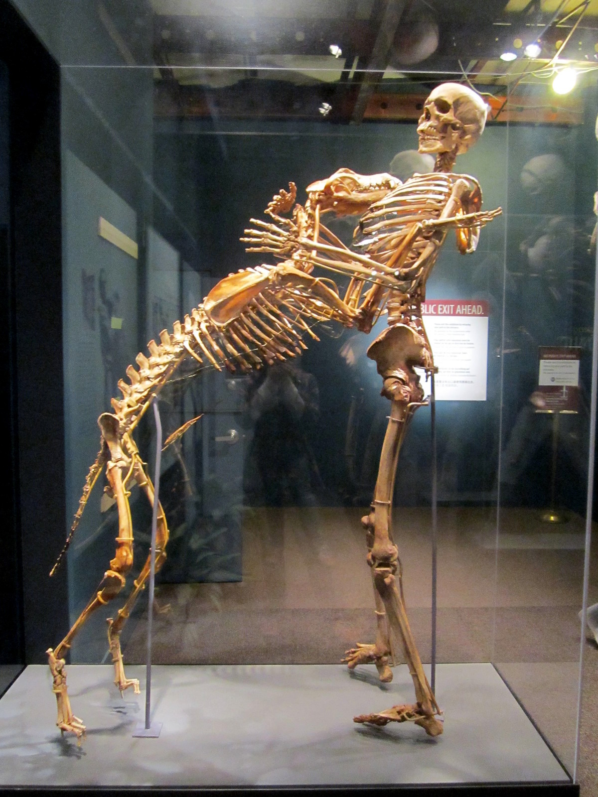 Гроувер крантц. Антрополог гровер Кранц. Смитсоновский институт скелеты великанов. Скелета человека и собаки в музее.