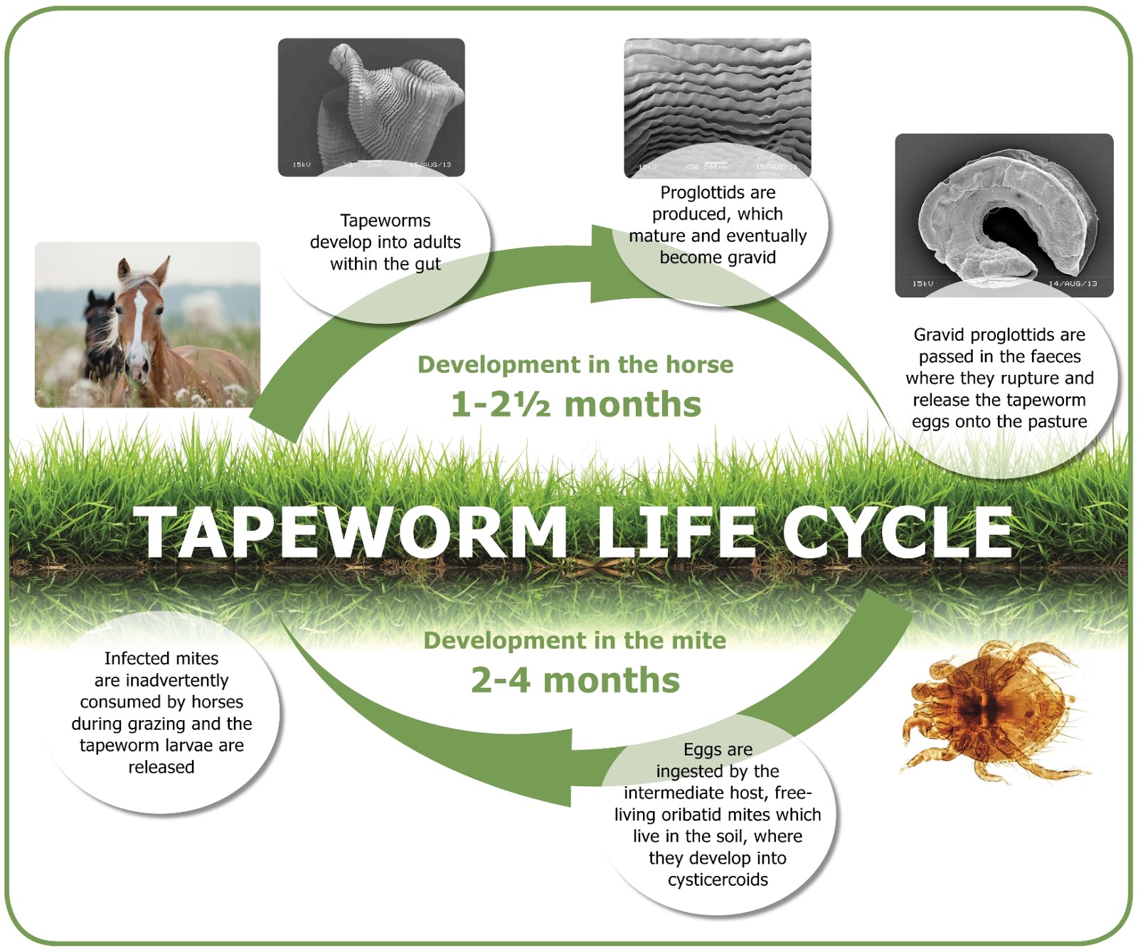 Tapeworm; Understand the facts and manage the risks The Equine Site