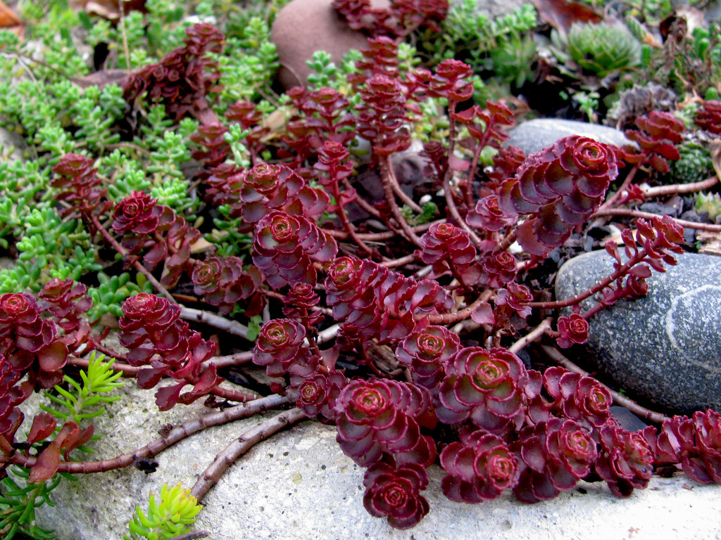 Dragon's blood Sedum care and culture Travaldo's blog