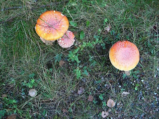 CIMG2404 - Min lugna morgon