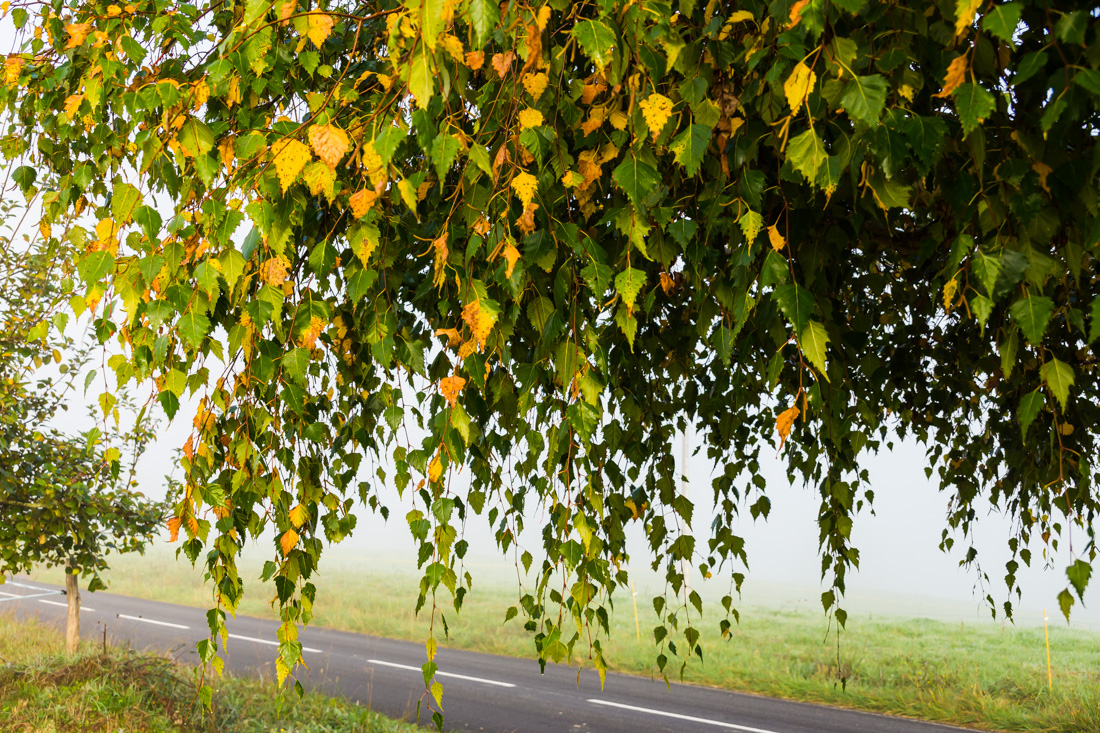 Туман в долине Туман в долине