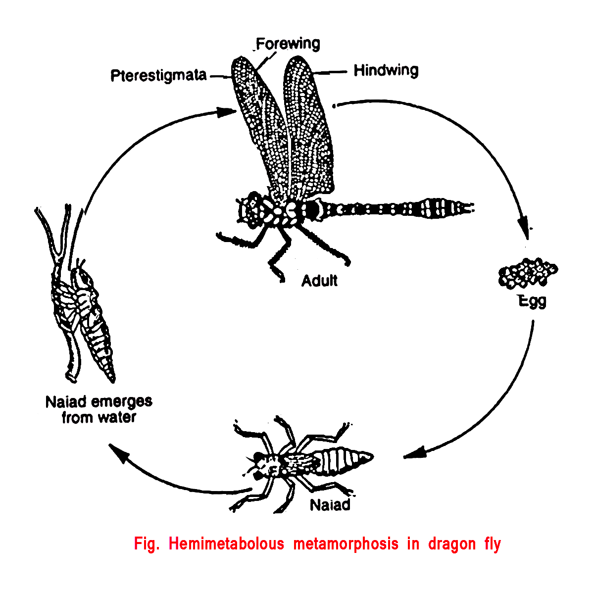 Метаморфоз 20. Метаморфоз насекомых. Метаморфоз форонид. Метаморфоз вспак.