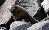 Fur Seal at Vicente Roca Point, Isabela Island, Galapagos