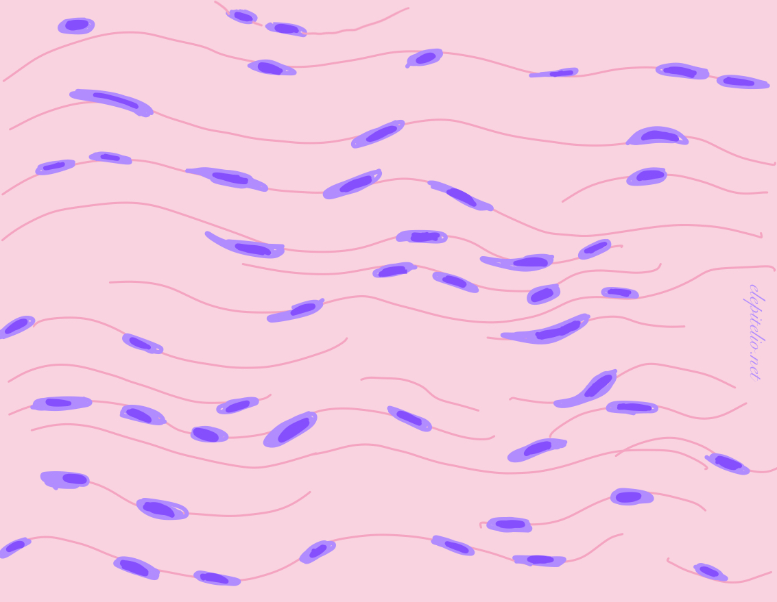 tejido conectivo denso denso regular