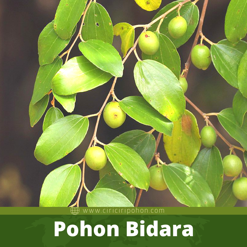 Bibit Pohon Bidara