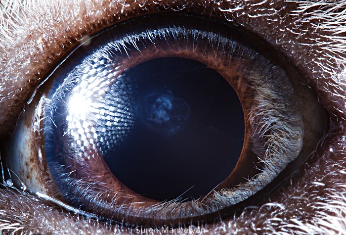 Amazing closeup photos of animal eyes (9 pics) Amazing
