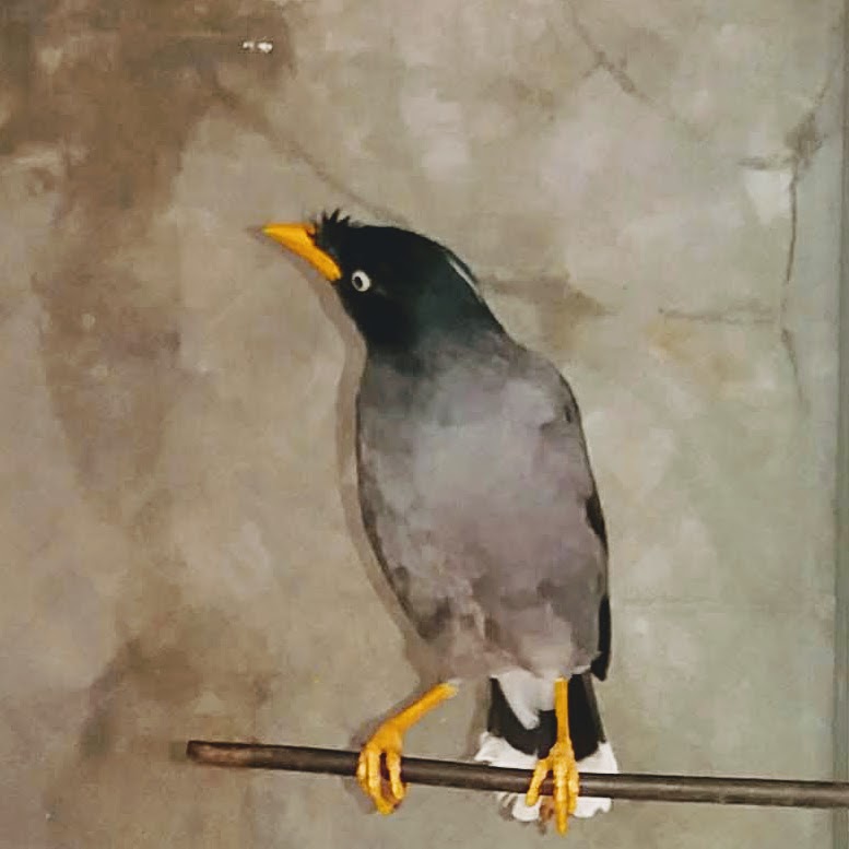 Mengenal Si Jalak Kerbau Dan Jalak Nias Koleksi Mini Zoo Semut