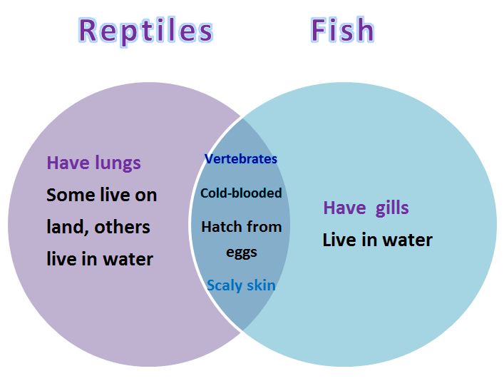 Learning Ideas - Grades K-8: Comparing Animals with Venn Diagrams