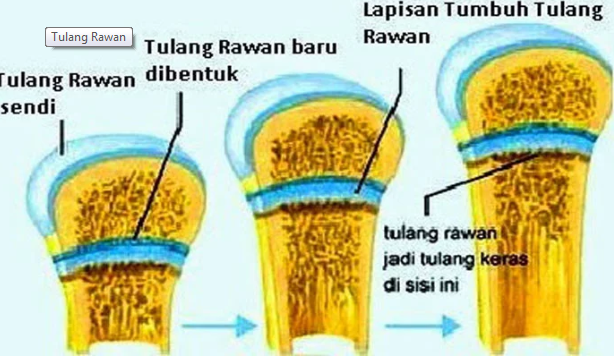 Image Result For Agen Pulsa Murah Di Rongga Image Result For Agen Pulsa Murah Di Rongga