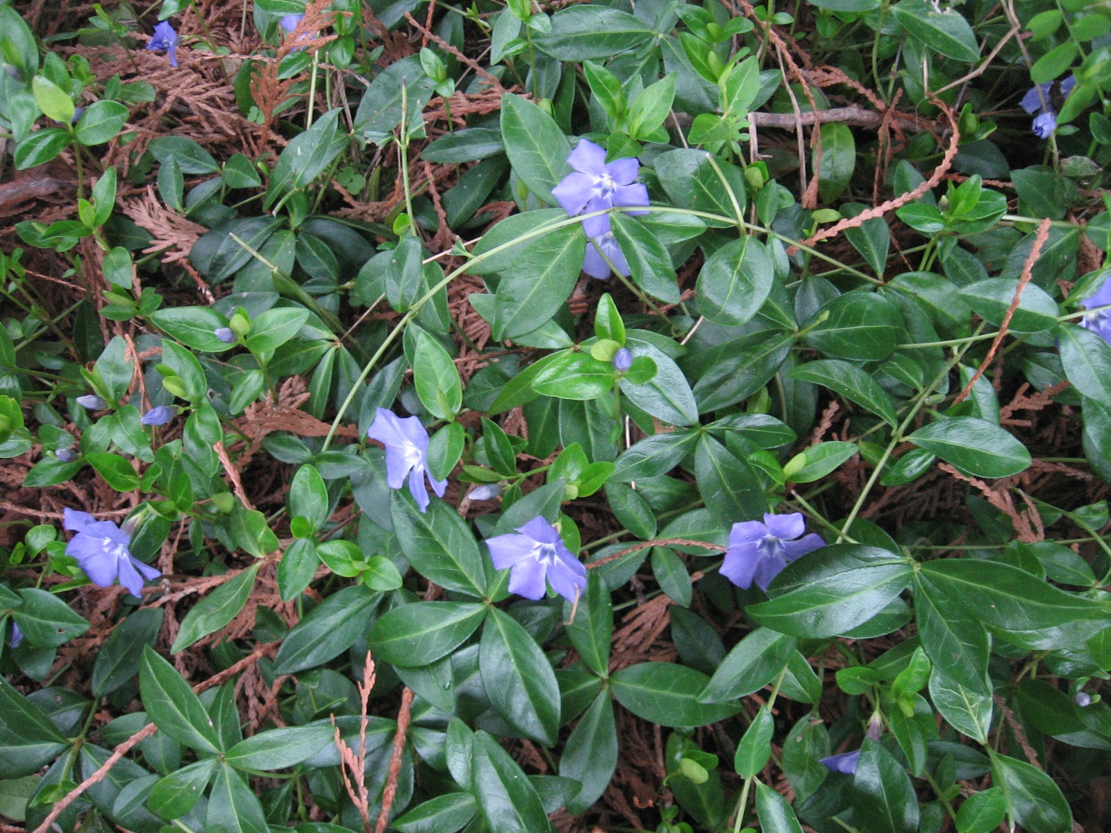 Weeding on the Wild Side Enduring Evergreen Ground Covers