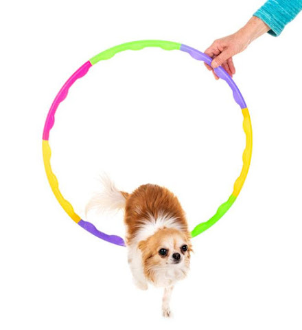 Chihuahua jump through hoop