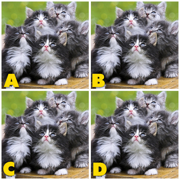 Quiz Diva Kitty Difference(Spot The Different Kitty) Quiz Answers
