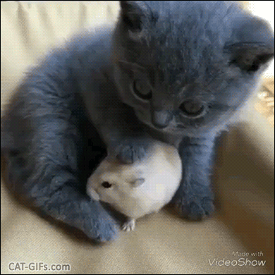 Cute%2BKitten%2BGIF%2B%25E2%2580%25A2%2BAdorable%2Bblue%2Bkitten%2Bwith%2Bhis%2Bbest%2Bfriend%2Bhamste.%2BUnity%2Bis%2Bstrength.gif