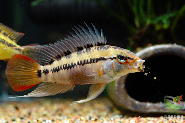 Apistogramma sp. schwarzkehl / sp. D25