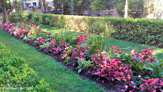 Soluciones Florales en el Rincón de Lucas Malla - Parque Miguel Servet Huesca