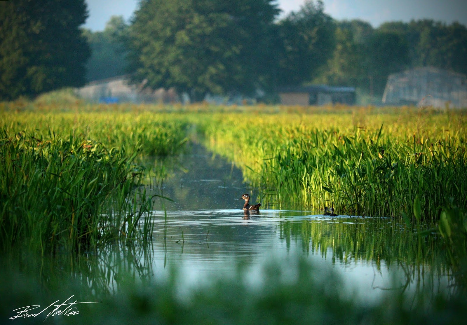 Acadiana Up Close En tour de Indian Bayou