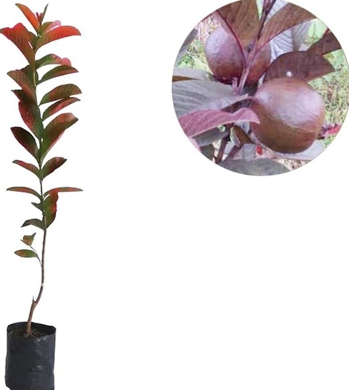 tanaman jambu australia bibit merah buah Malang