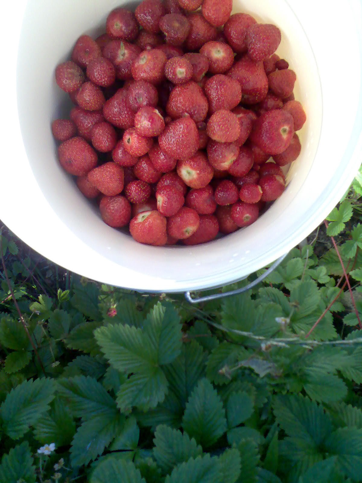 Ben's Adventures in Wine Making Strawberry Wine 2017 The Making Of...