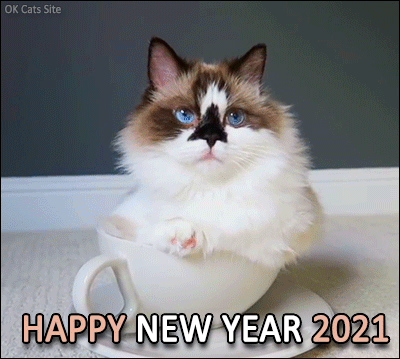 Animated Cat GIF • Happy New Year 2021 to all kitties and cat lovers all over the World from 'ok-cats-site.com' (17) Animated Cat GIF • Happy New Year 2021 to all kitties and cat lovers all over the World from 'ok-cats-site.com' (17)