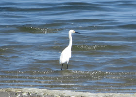 Snowy Egret - Jamaica Bay, New York