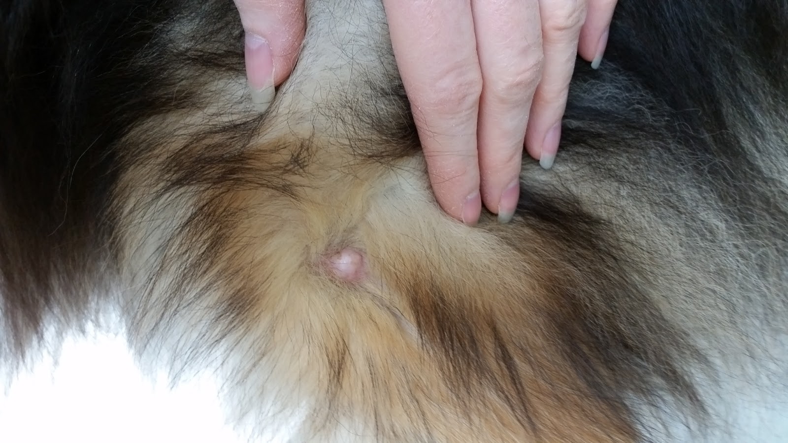 Dogs With Chris7 Sky S Mast Cell Tumors Diagnosis Surgery And So I Took Her To The Vet On 7 15 Sky Had Chewed It In Mean Time Looked A Little Scabby Places When We Went