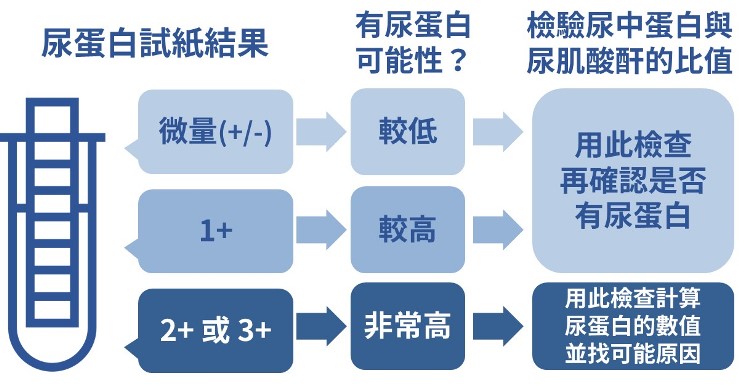 驗到尿蛋白,就是腎臟病嗎? 尿蛋白試紙結果判讀