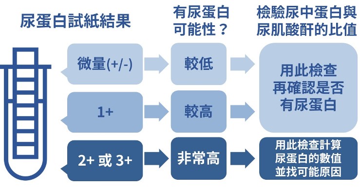 尿 蛋白 原因