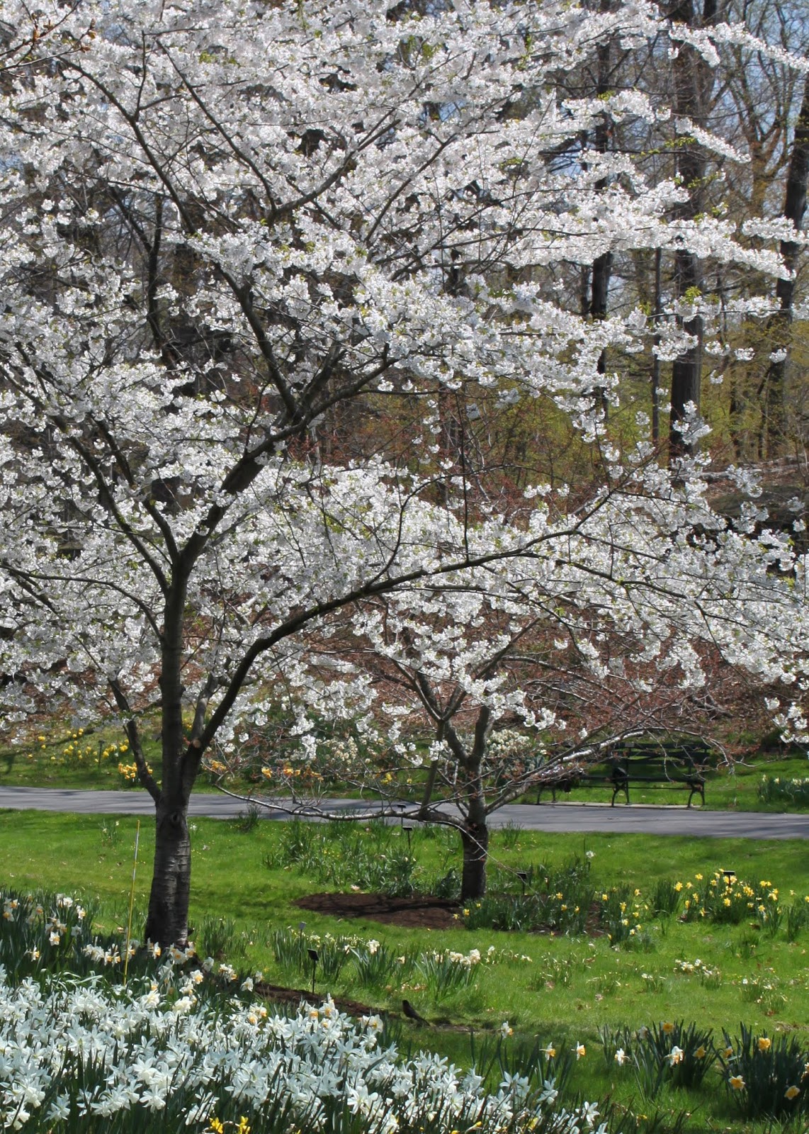 Ode to Spring by e.e. cummings