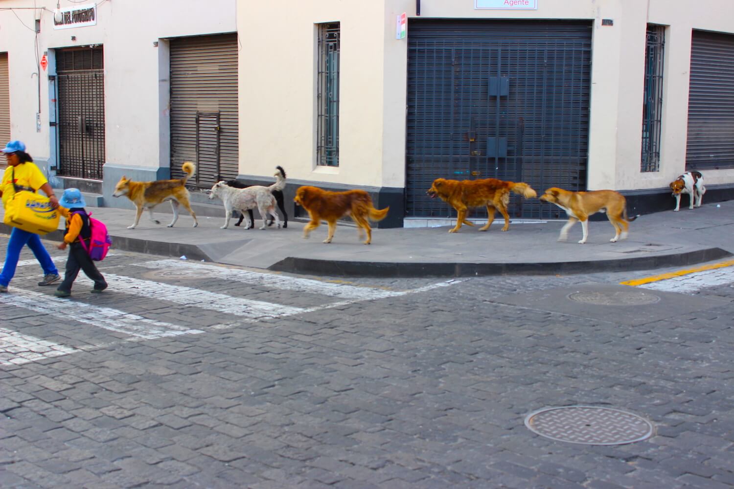 dogs in arequipa