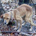 Βρέθηκε κυνηγόσκυλο δεμένο σε δάσος ύστερα από 15 ημέρες